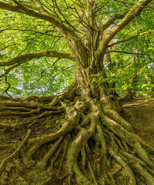 possible family tree image 3